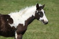 Nice paint horse foal on pasturage Royalty Free Stock Photo