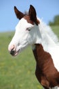 Nice paint horse foal on pasturage Royalty Free Stock Photo