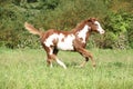 Nice paint horse foal running in autumn Royalty Free Stock Photo