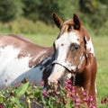 Nice paint horse mare behind purple flowers Royalty Free Stock Photo