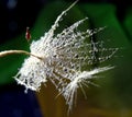 Nice pair of dandelion seeds with water drops in natural background