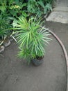 Nice PAKU plant can be beautiful On Our Backyars