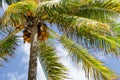 Nice palm tree with coconuts