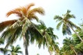 Nice palm trees against sunny sky