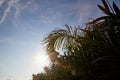 Nice palm trees in the blue sunny sky with white clouds Royalty Free Stock Photo