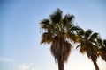 Nice palm trees and top of house in the blue sunny sky with white clouds Royalty Free Stock Photo