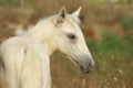 Nice palomino foal on the grass background Royalty Free Stock Photo