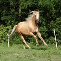 Nice palomino horse with long blond mane running Royalty Free Stock Photo