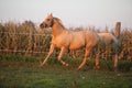 Nice palomino quarter horse in sunset Royalty Free Stock Photo