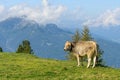 A nice panorama of the Austrian Alps with cattle in the pasture at an altitude of about 2000 m above sea level. Austria, Europe