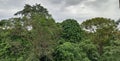 nice panorama green leaf at the garden