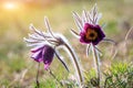 Nice pasqueflowers Royalty Free Stock Photo