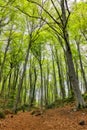 Nice pathway on the forest, Garrotxa Volcanic Zone Natural Park