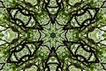 Nice pattern graphic background of leaf and tree canopy