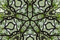 Nice pattern graphic background of leaf and tree canopy