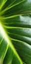 Nice pattern on green leaf