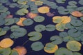 LILY PADS IN LAKE IN EVERRET SEATTLE