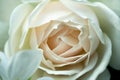 Patterns from macro view of center white rose