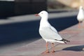 Nice peace pigeon in sunlight