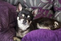 Nice peaceful chihuahua laying on purple couch