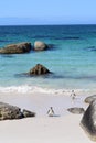 Nice peguins in boulders beach South Africa Royalty Free Stock Photo