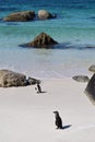 Nice peguins in boulders beach South Africa Royalty Free Stock Photo