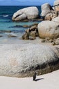 Nice peguins in boulders beach South Africa Royalty Free Stock Photo