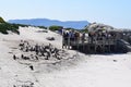 Nice peguins in boulders beach South Africa Royalty Free Stock Photo