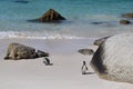 Nice peguins in boulders beach South Africa Royalty Free Stock Photo