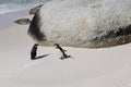 Nice peguins in boulders beach South Africa Royalty Free Stock Photo