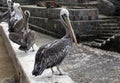 A nice photo of The Peruvian pelican