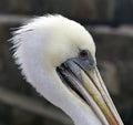 A nice photo of The Peruvian pelican