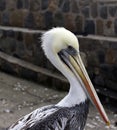 A nice photo of The Peruvian pelican