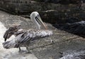 A nice photo of The Peruvian pelican