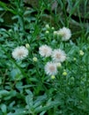 Nice pic of wild plant flowers Royalty Free Stock Photo