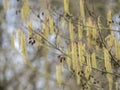 A nice picture of the alder catkin in spring