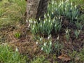 A nice picture of the common snowdrop
