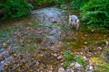 Dog drinking water of a clear river with vegetation Royalty Free Stock Photo