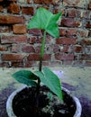 A nice picture of a green leaf plant in flower pot