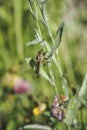 A nice picture of an indefinite robber fly from central europe