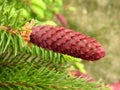 Beautiful pine tree cone , Lithuania Royalty Free Stock Photo