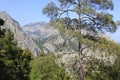 Nice pine tree on mountain background Royalty Free Stock Photo