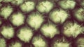 Nice pineaple texture wallpaper pattern background abacaxi Royalty Free Stock Photo