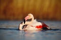 Nice pink big bird Greater Flamingo, Phoenicopterus ruber, in the water, with evening sun, Camargue, France Royalty Free Stock Photo