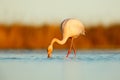 Nice pink big bird Greater Flamingo, Phoenicopterus ruber, in the water, with evening sun, Camargue, France. Wildlife scene in nat Royalty Free Stock Photo