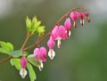 Nice pink bleeding heart flowers Royalty Free Stock Photo