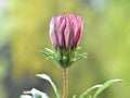 Nice pink daisy flower bud