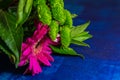 Nice pink gerbera daisy flower with green leaves on blue background Royalty Free Stock Photo