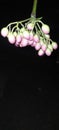 Nice pink green light fruit kaari paata fall nature outdoor Royalty Free Stock Photo