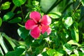Nice pink hawaiian hibiscus flowerchina rose or Joba flower